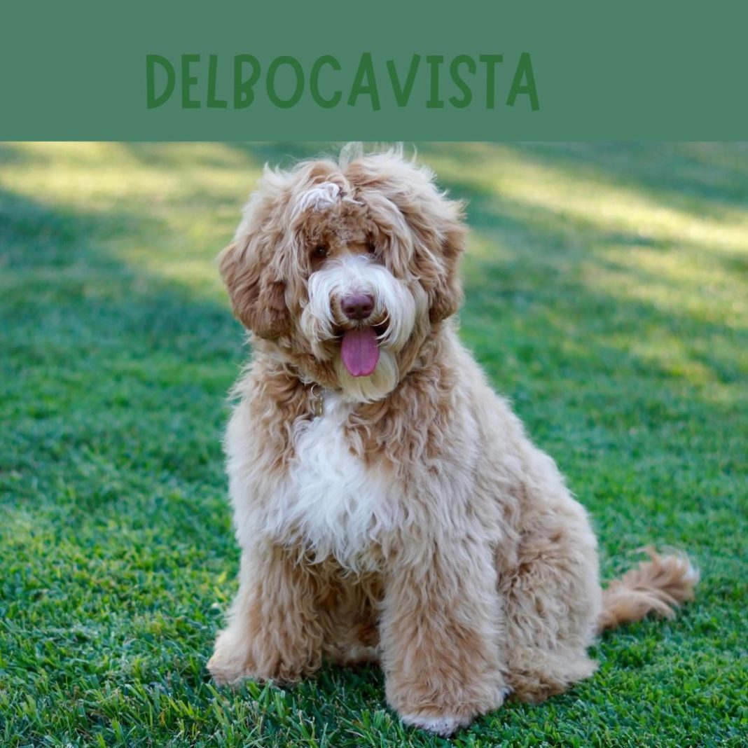 Labradoodle Tierschutz Bescherming en Adoptie van Labradoodles