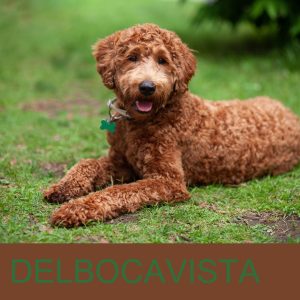 Labradoodle Tierschutz Bescherming en Adoptie van Labradoodles 